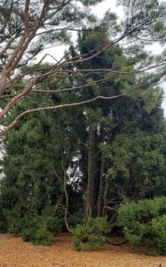 The Art of Trees, Fountaindale Public Library