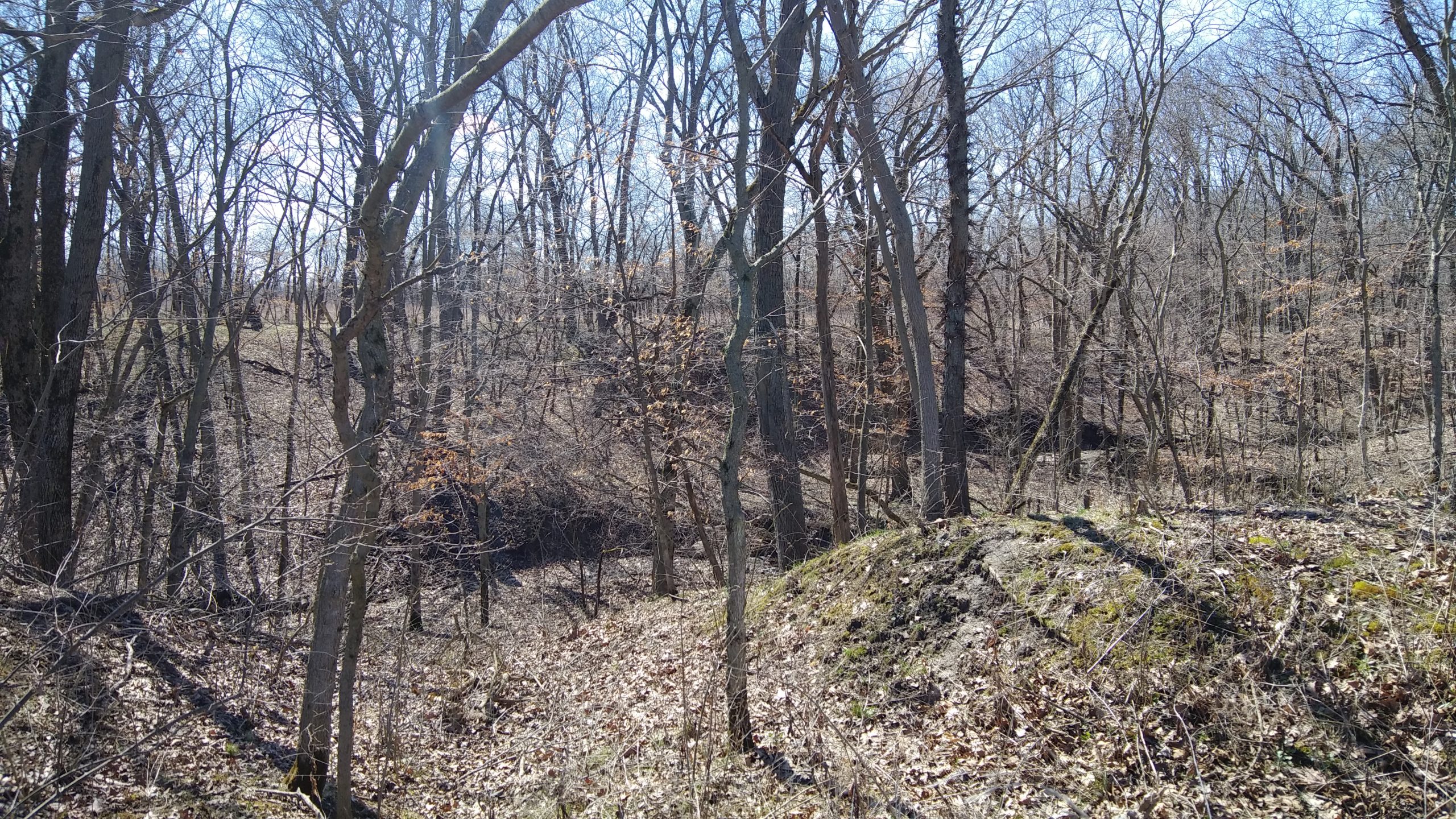 Out and About: A Nature Walk Photo Journal, Fountaindale Public Library