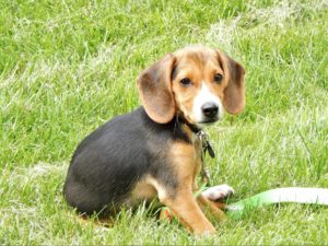 The Pets of Fountaindale, Fountaindale Public Library