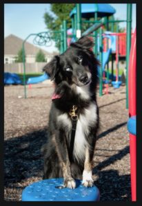 The Pets of Fountaindale, Fountaindale Public Library