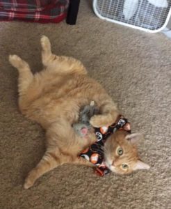 Death of A Pet: An Ode to Pumpkin