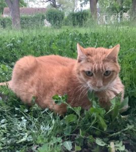 Death of A Pet: An Ode to Pumpkin, Fountaindale Public Library