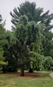 The Art of Trees, Fountaindale Public Library