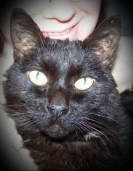 Black Cats: Halloween&#8217;s Misunderstood Mascot, Fountaindale Public Library