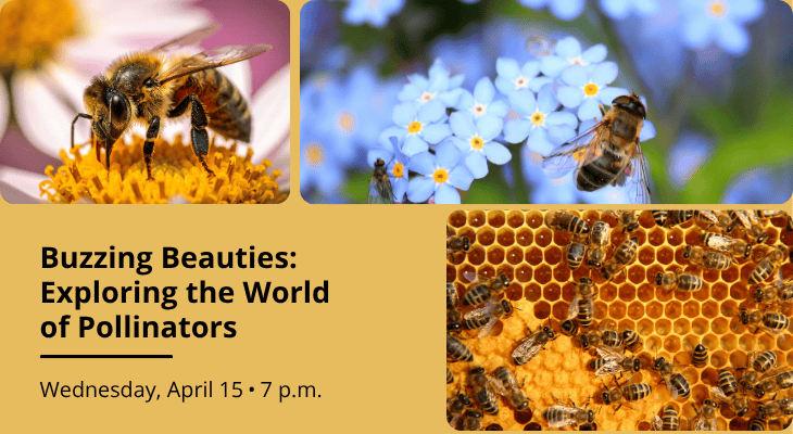 Buzzing Beauties: Exploring the World of Pollinators on Wednesday, April 15 at 7 p.m.