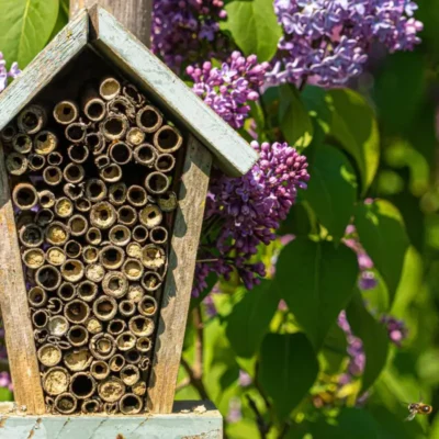 Be a Friend to the Bees: Protecting Pollinators and Rehoming Swarms