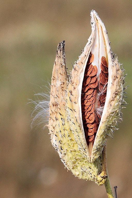 Plant Milkweed for Monarch Butterflies - Fountaindale Public Library