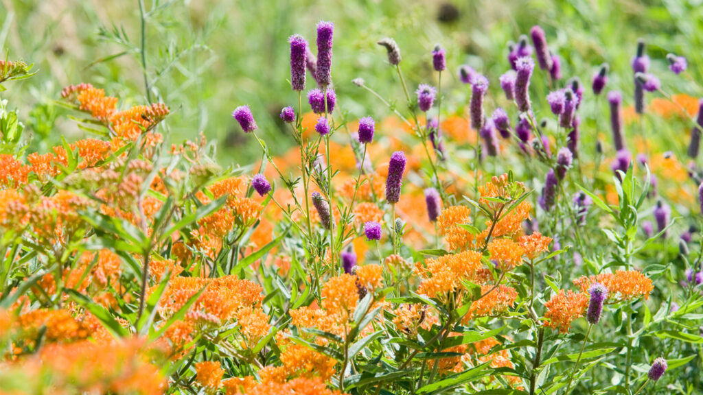 Be a Friend to the Bees: Protecting Pollinators and Rehoming Swarms