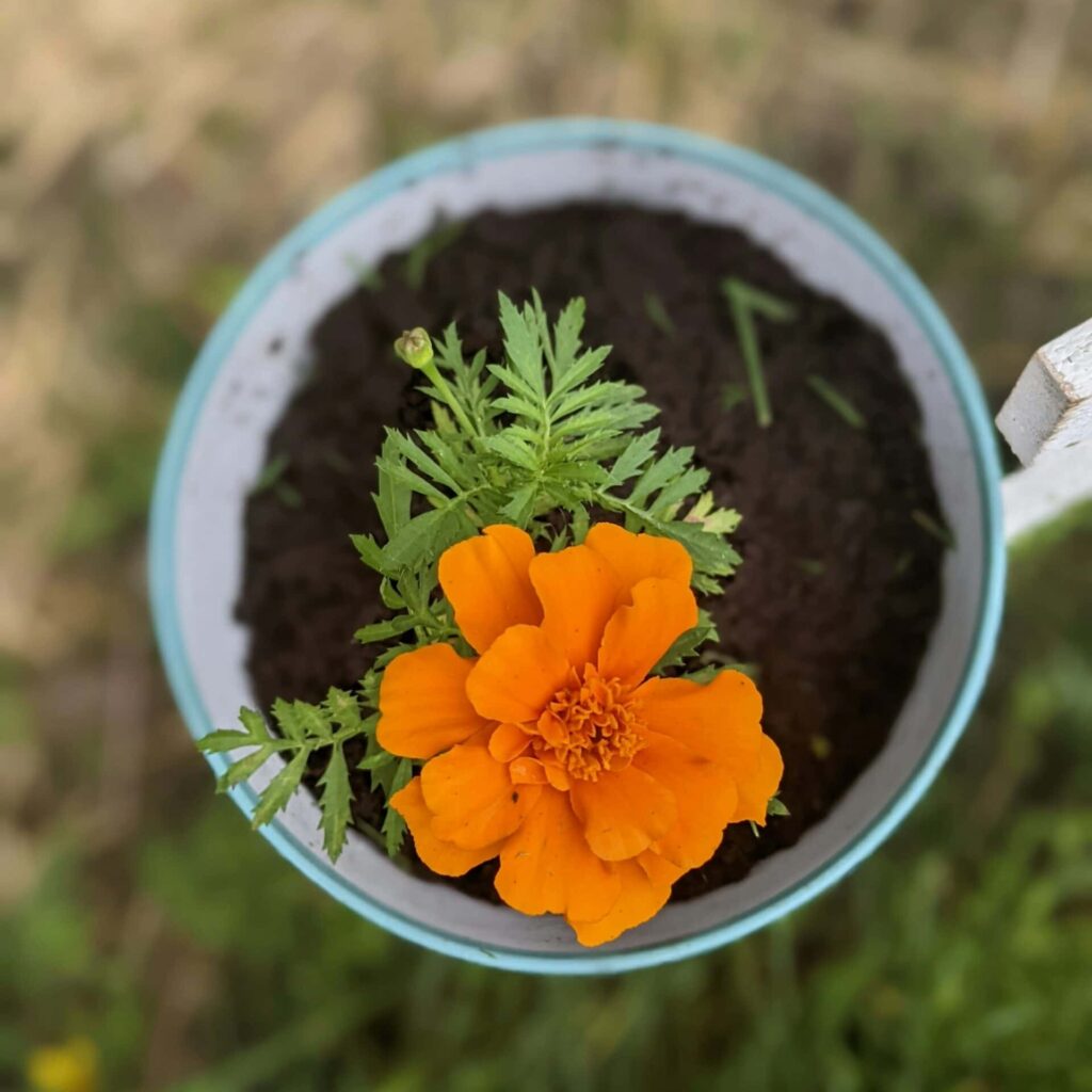 Orange flower in a pot.