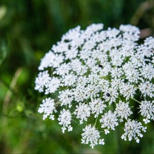 White Bloom by Ariah