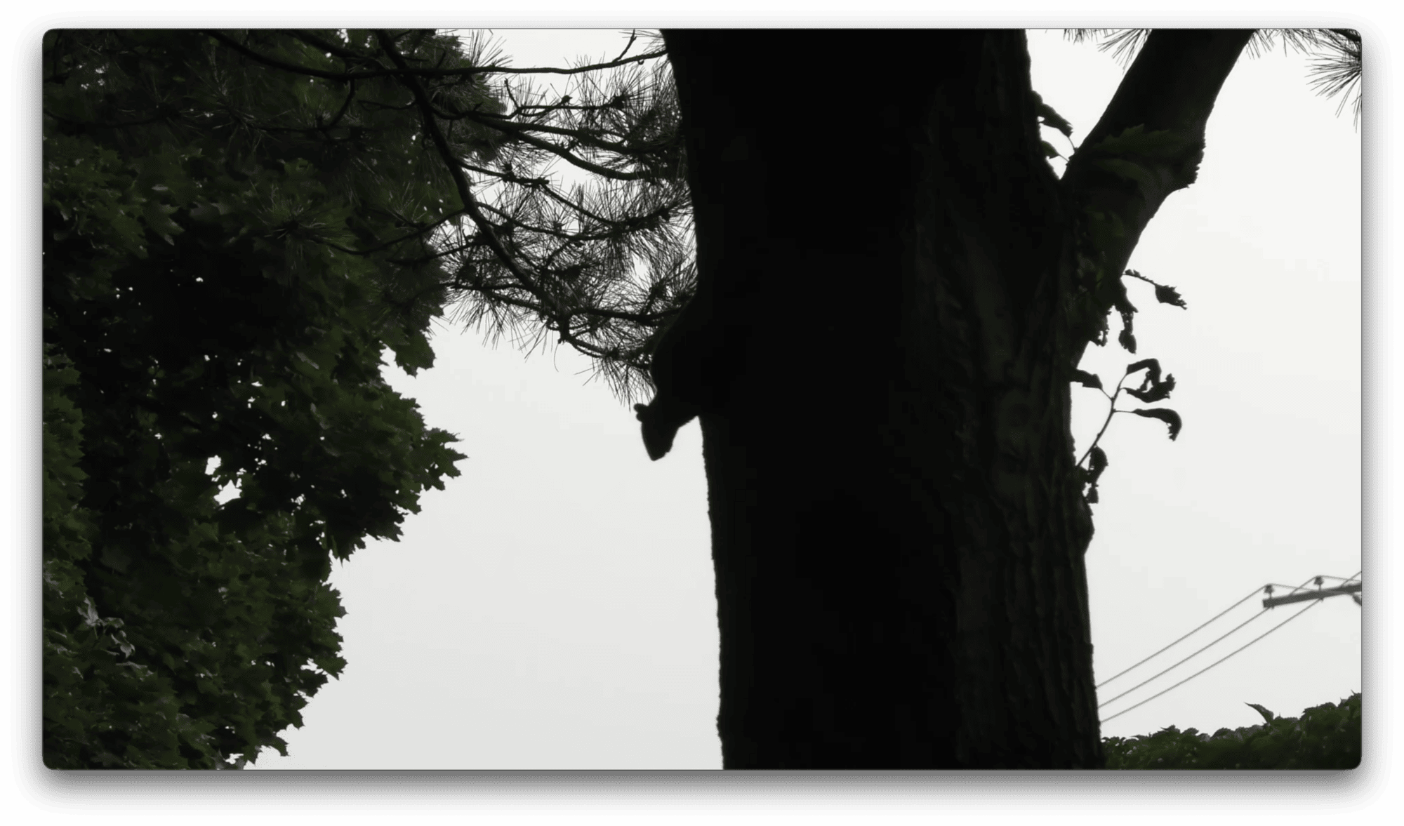 A dark silhouette of a squirrel is climbing a tree trunk, with leafy branches and utility wires visible in the background against a cloudy sky.