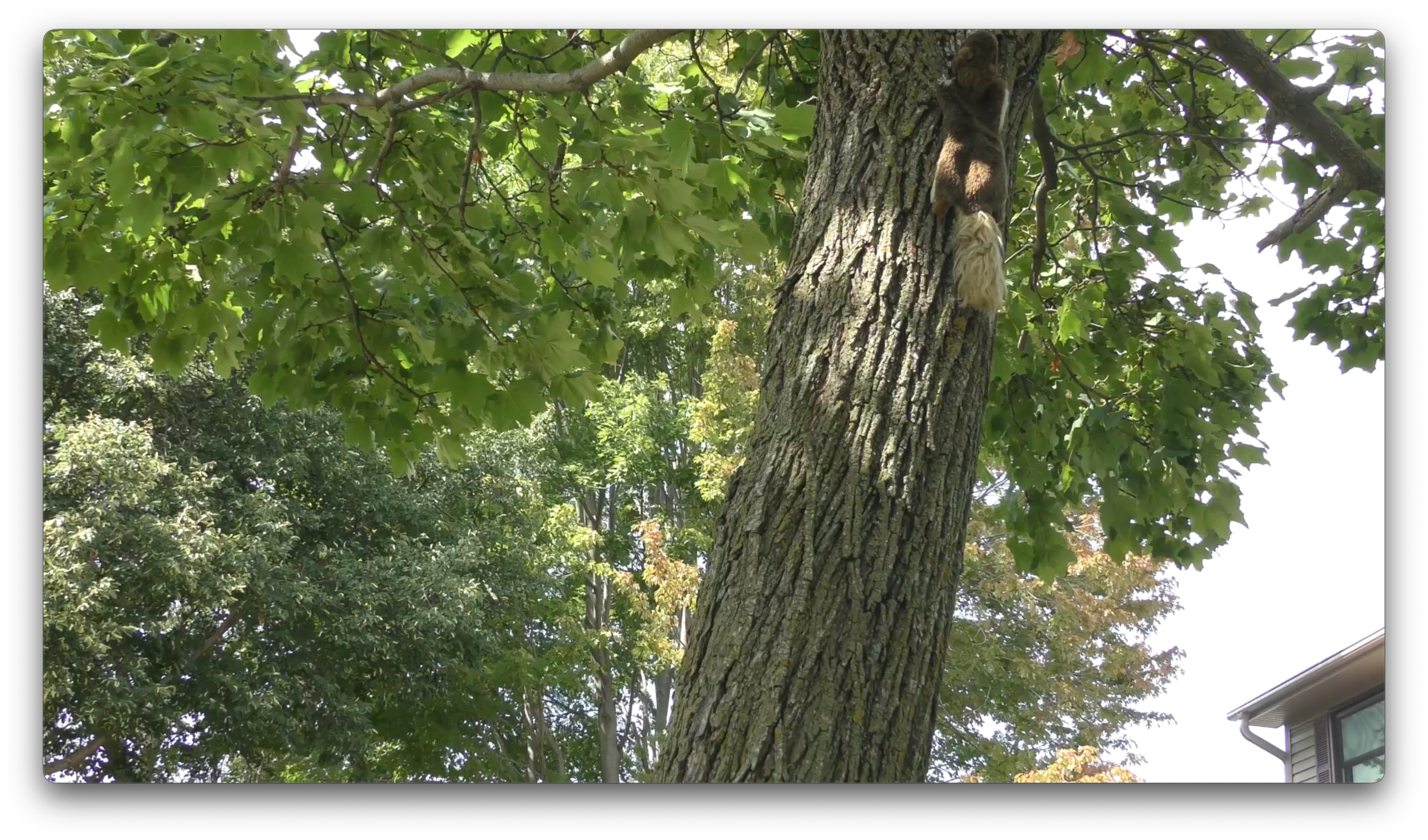 A flat, worn squirrel stuffed animal is suspended in front of a tree trunk in a leafy neighborhood area, with branches and green leaves overhead and part of a house visible on the right.