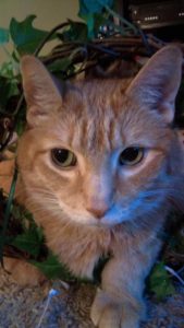 Death of A Pet: An Ode to Pumpkin, Fountaindale Public Library